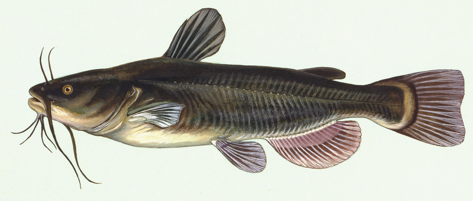 Illustration of a black bullhead.