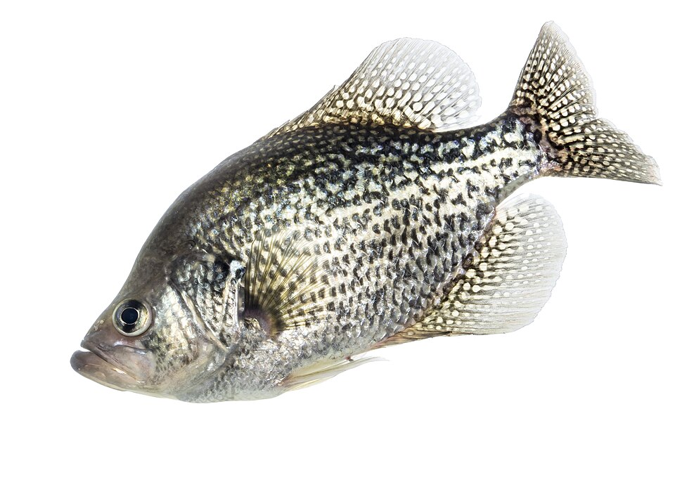 Illustration of a black crappie.