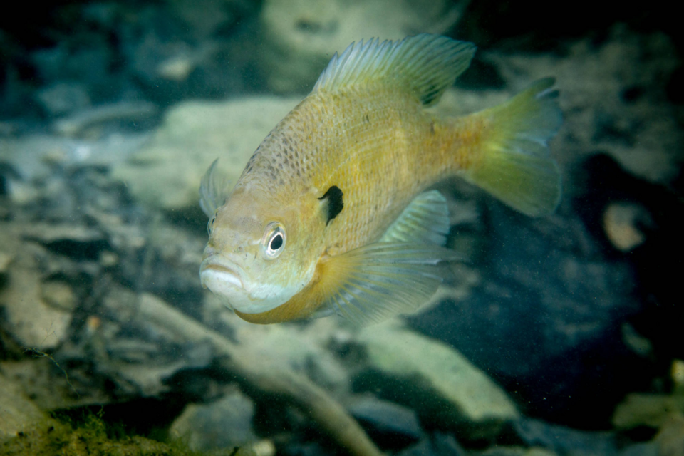 Illustration of a bluegill, Lepomis macrochirus.