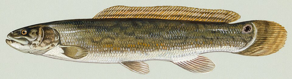 Illustration of a bowfin.