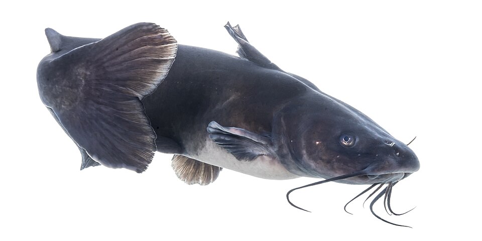 Illustration of a channel catfish.