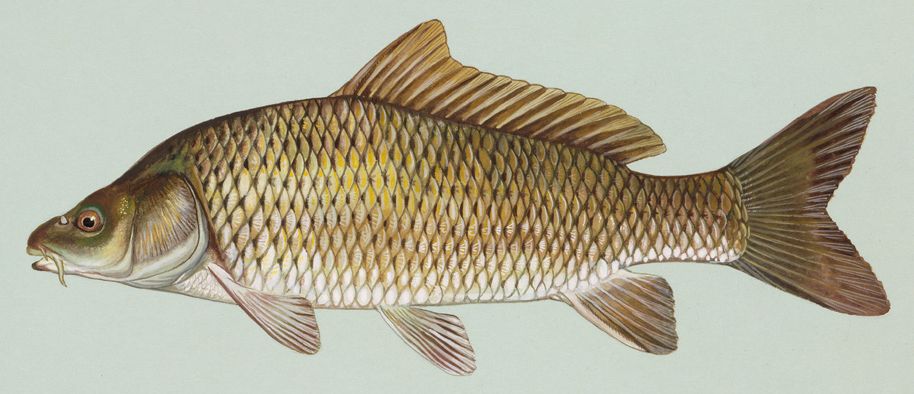 Illustration of a common carp.