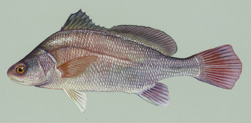 Illustration of a freshwater drum.