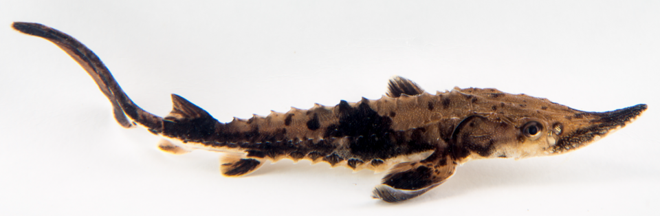 Illustration of a lake sturgeon.
