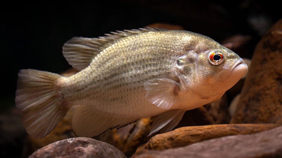 Illustration of a rock bass.