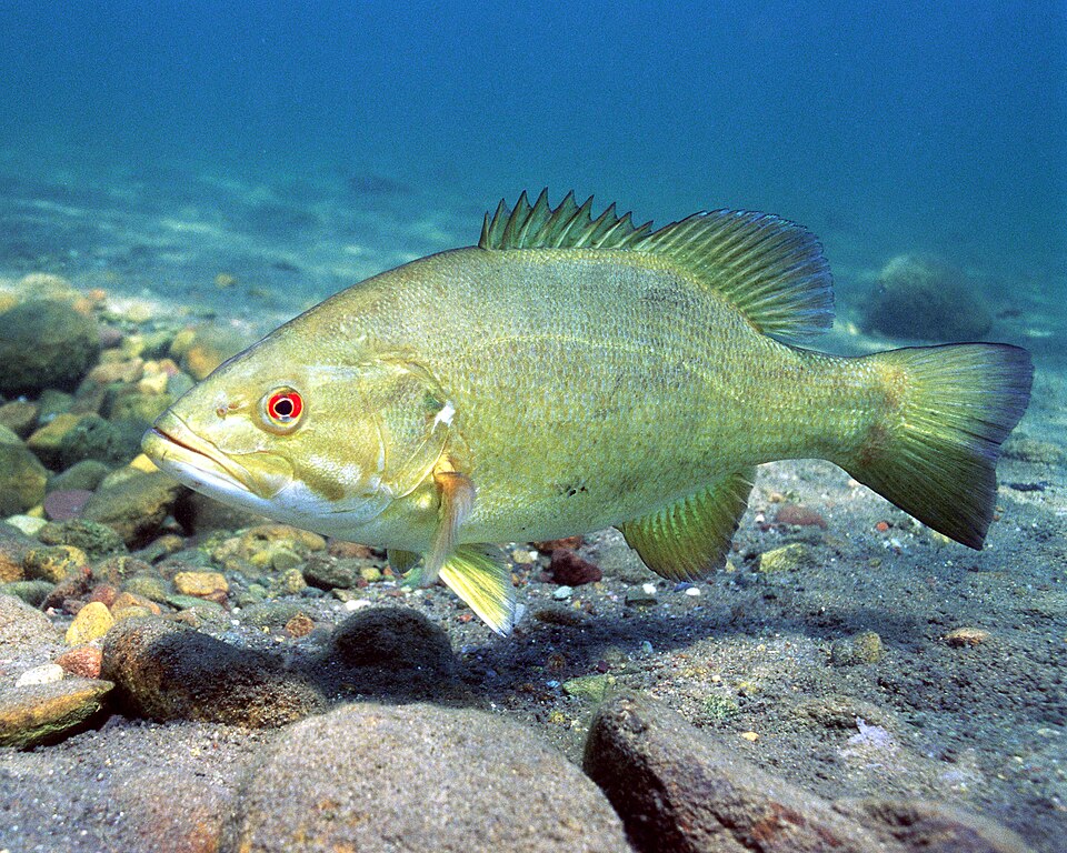 Illustration of a smallmouth bass.