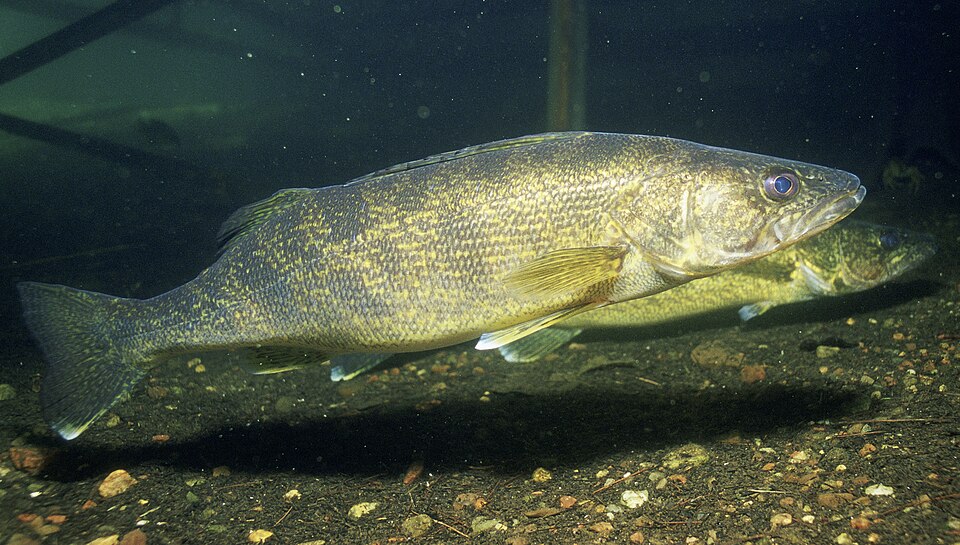 Illustration of a walleye.