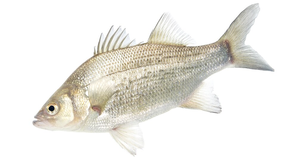 Illustration of a white bass.