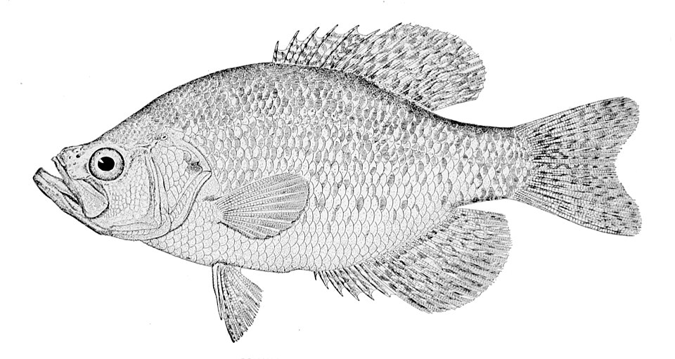 Illustration of a white crappie.