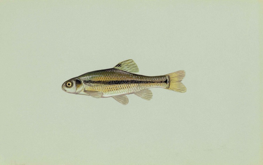 A fathead minnow, the small baitfish sold for perch and walleye.