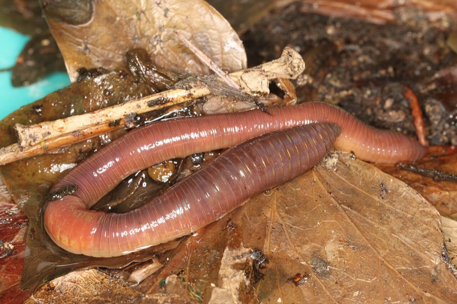 A nightcrawler, the large earthworm sold as fishing bait.