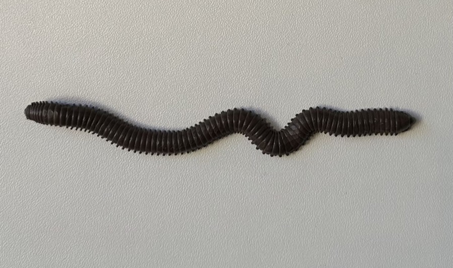 A soft plastic worm bait, rigged straight on a hook.